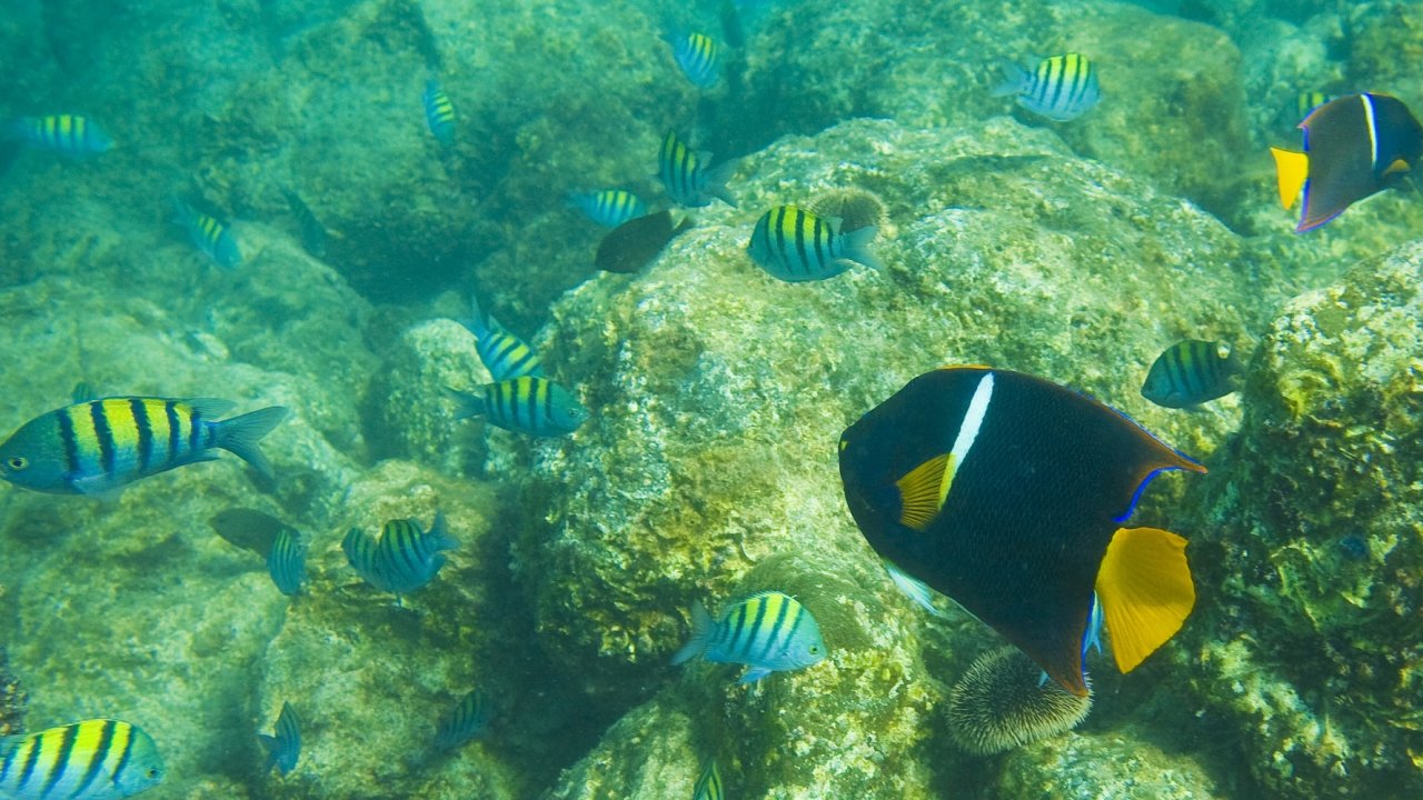 Colorful tropical fish swimming around coral reefs in the Sea of Cortez, a snorkeling stop included on many Loreto Baja sea kayak tours.