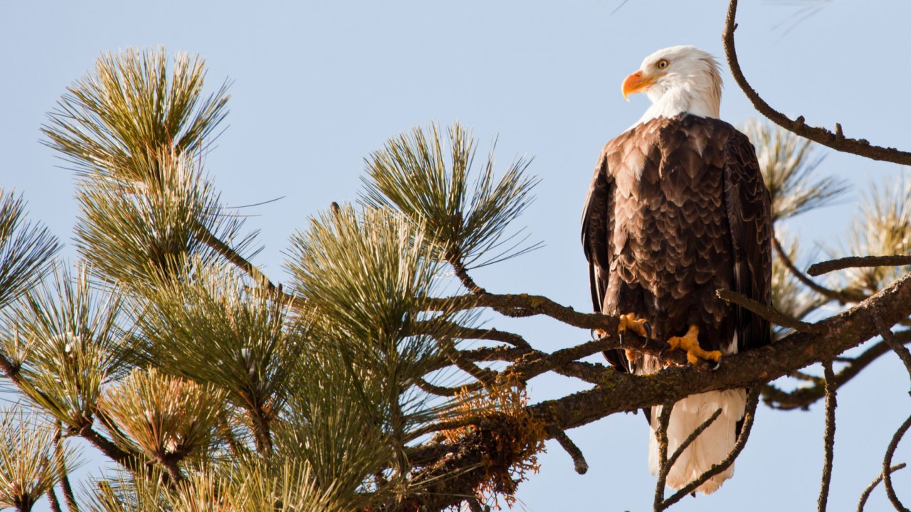 Eagle in North Idaho