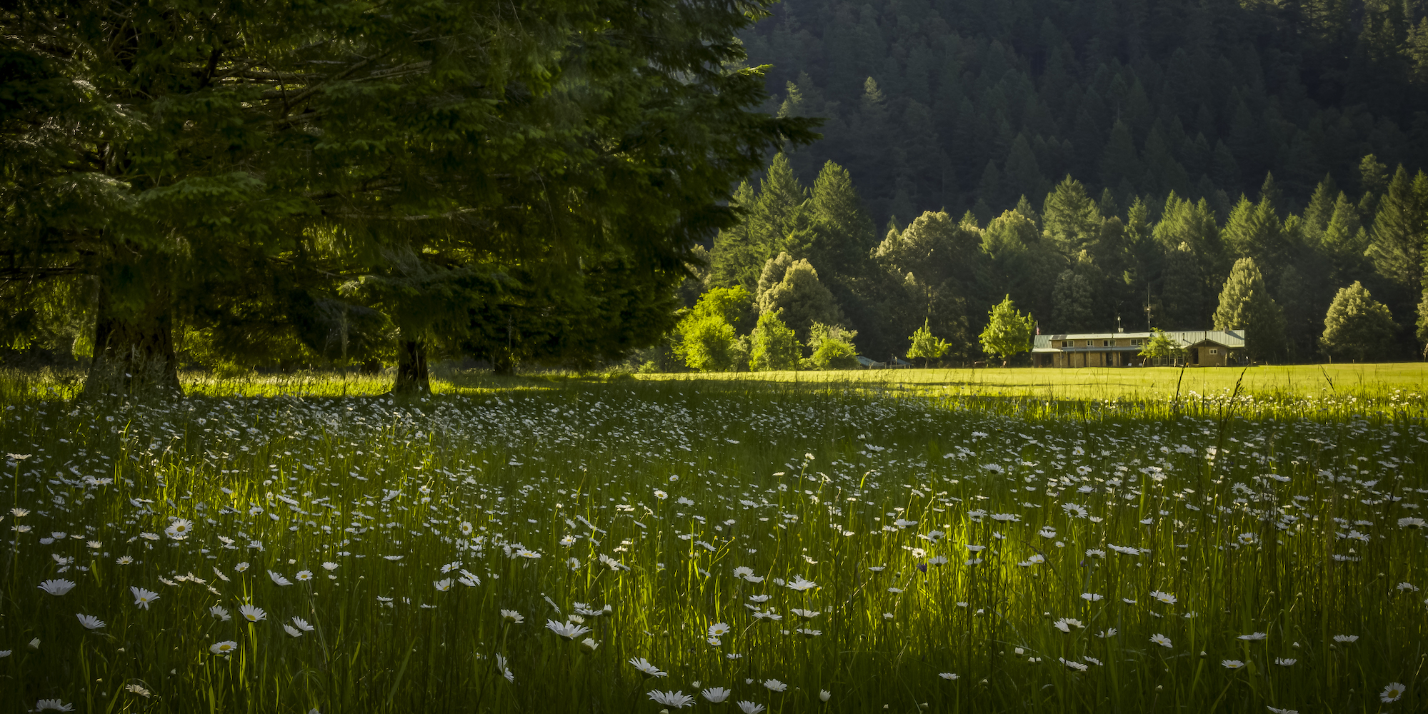 Half Moon Bar Lodge in the distance basking in the sun with a field of white flowers before it