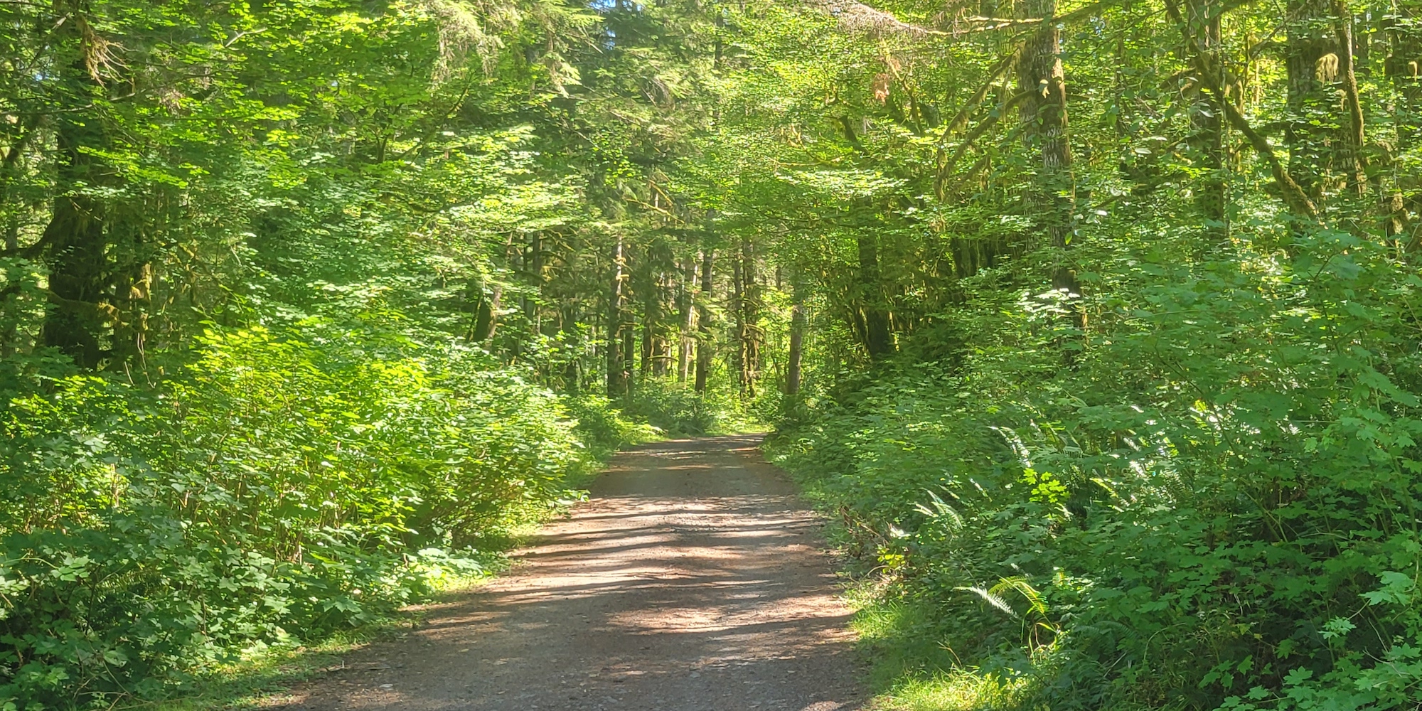 Dirt trail section of the Olympic Discovery trail