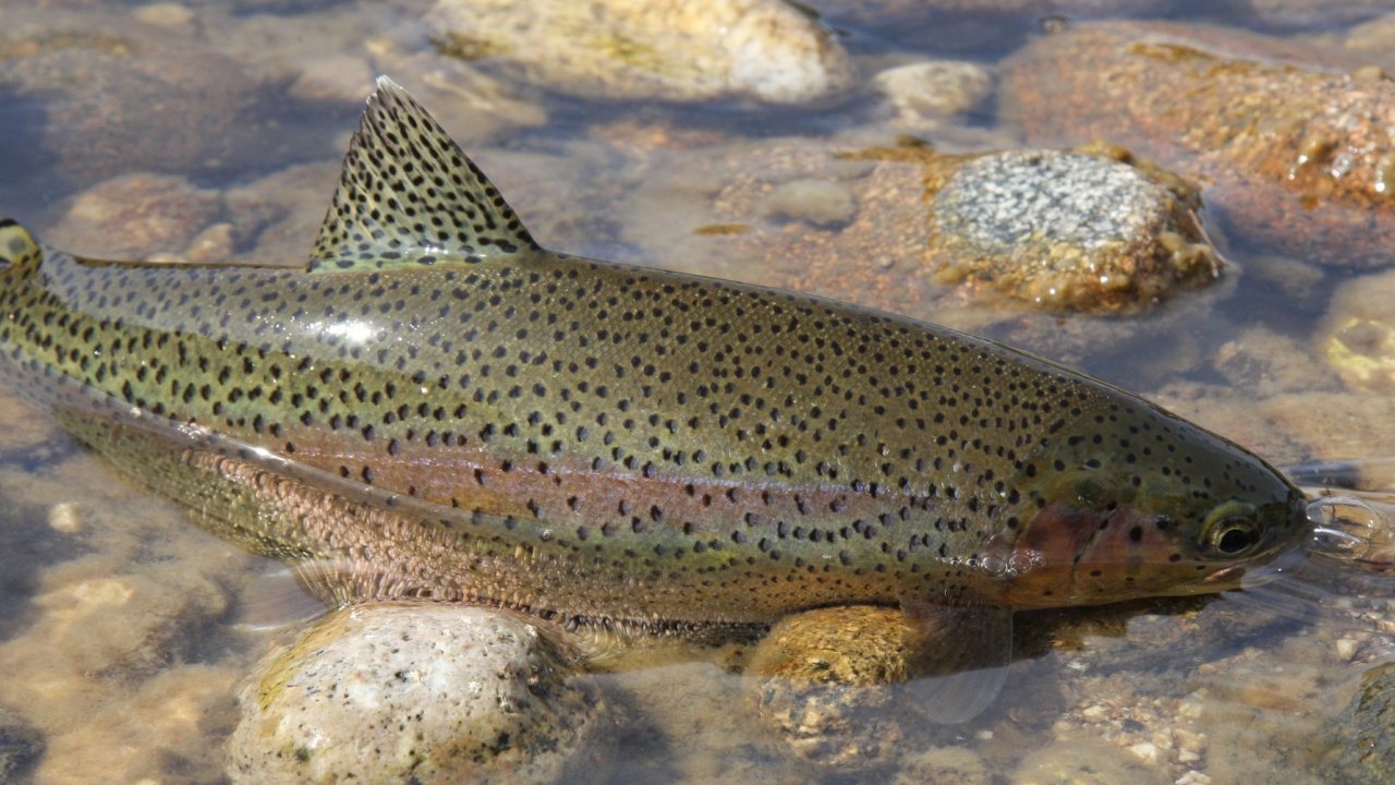 Fish swimming in shallow water