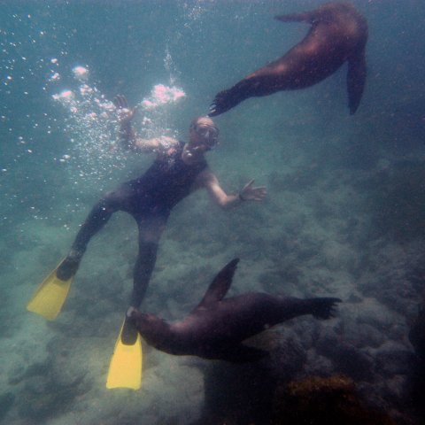 Person in a wetsuit and yellow fins snorkeling with sea lions off the coast of Ecuador