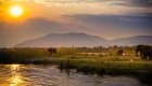 A group of elephants on a green plateau by a pond at sunset in Africa