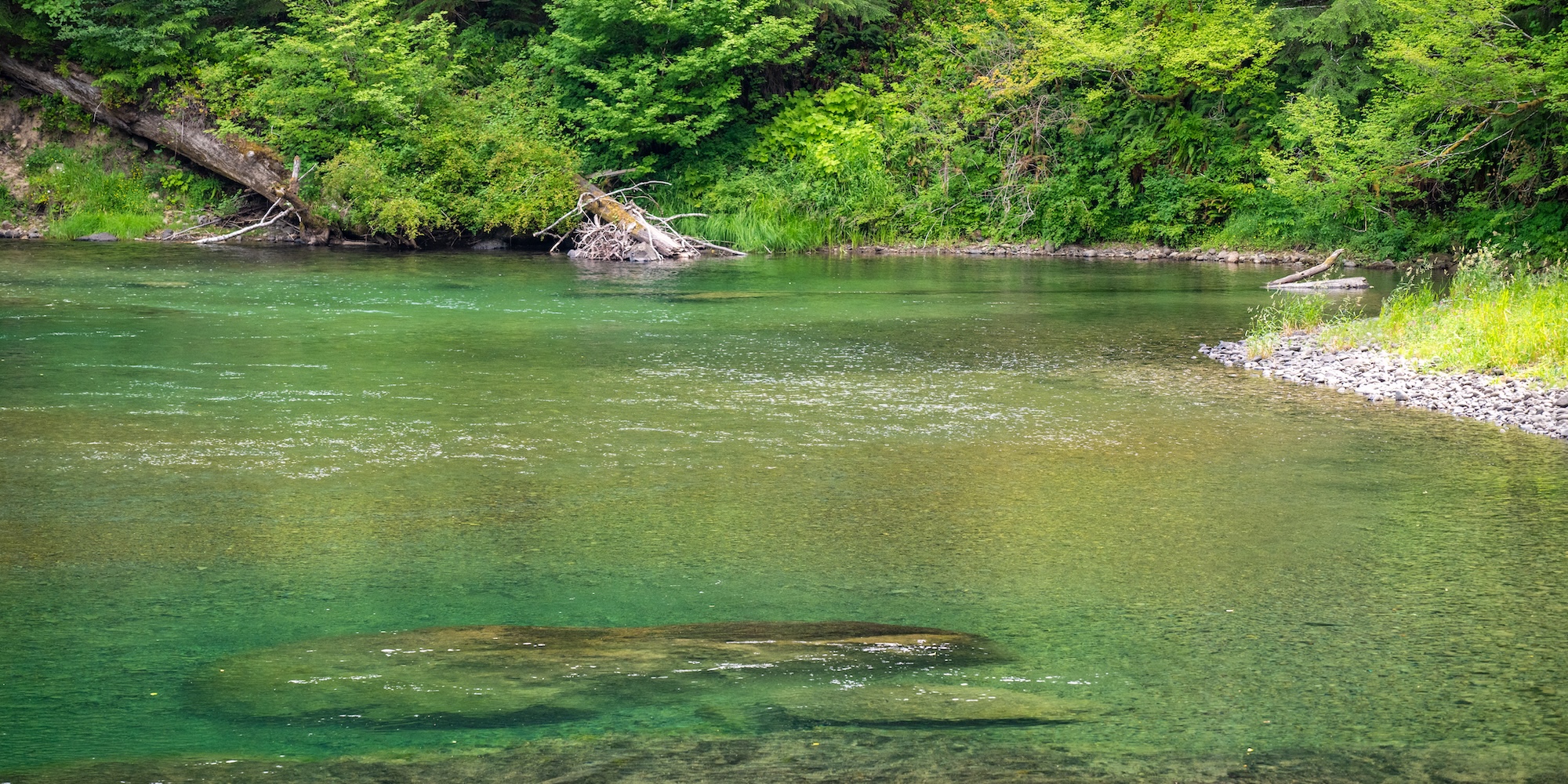 The shallow clear waters of the Elwha river on the Olympic Peninsula in Washington State.