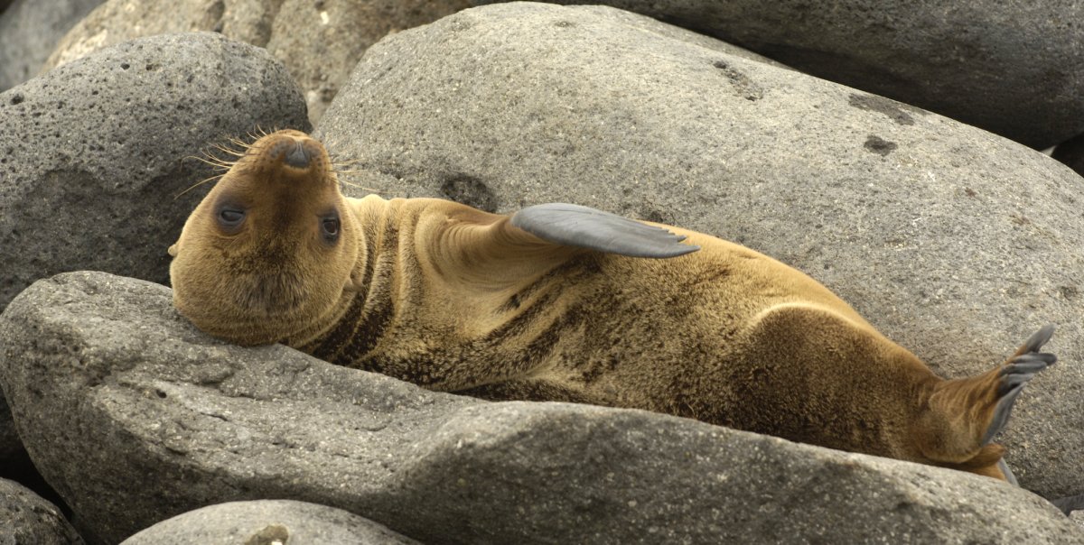 Galapagos Fur Seal on its back in a sea of rocks