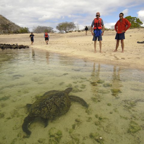 A sea turtle approaching a beach with people observing the wildlife in the Galapagos Islands