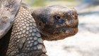 Up close side view of a Galapagos Islands land tortoise