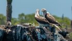 Blue Footed Boobies in the Galapagos