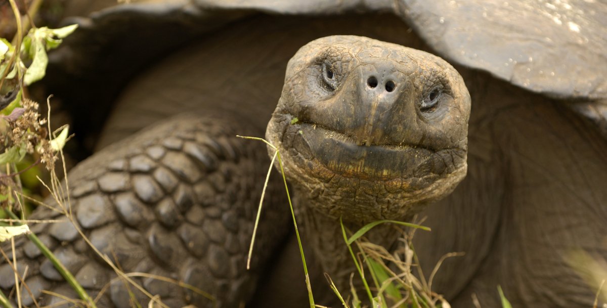 Galapagos Giant Land Tortoise in the grass in the Galapagos 