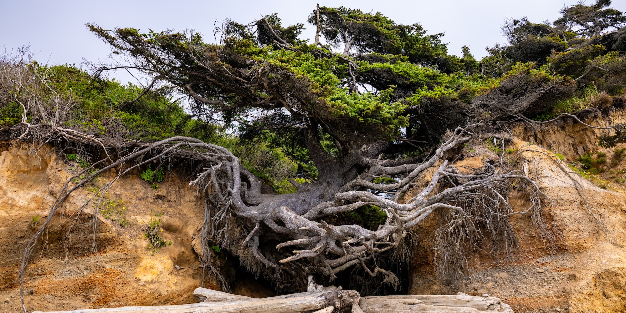 The famous Tree of Life at Kalaloch Beach in Olympic National Park, a Sitka spruce with exposed roots clinging to the coastal bluff.