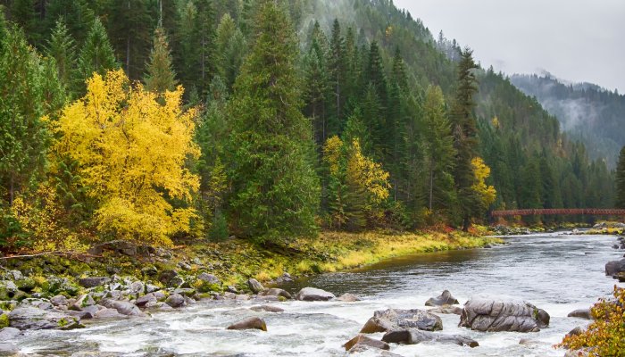 The Lochsa river at low water flowing through a wooded area of Northern Idaho. 