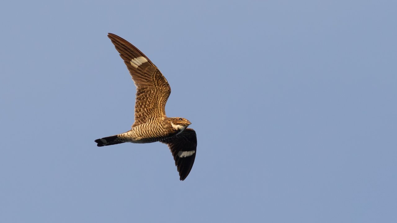 A nighthawk flying through the sky on the Middle Fork of the Salmon river.