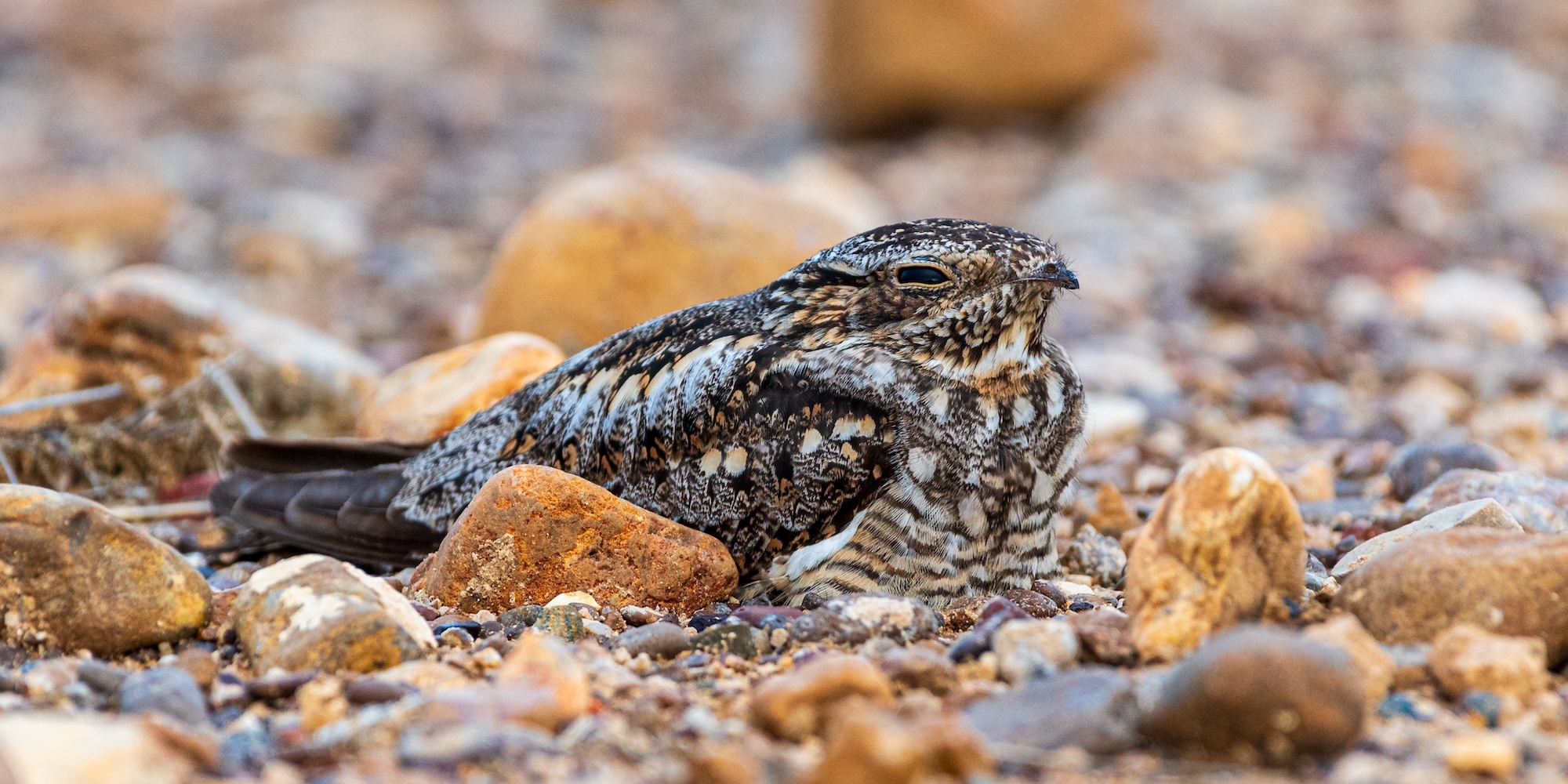 A nighthawk sitting in the rocks on the Middle Fork of the Salmon.