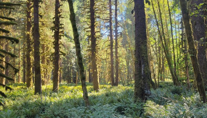 Lush green forest in the Olympic Peninsula along the Olympic Discovery Trail in Washington State