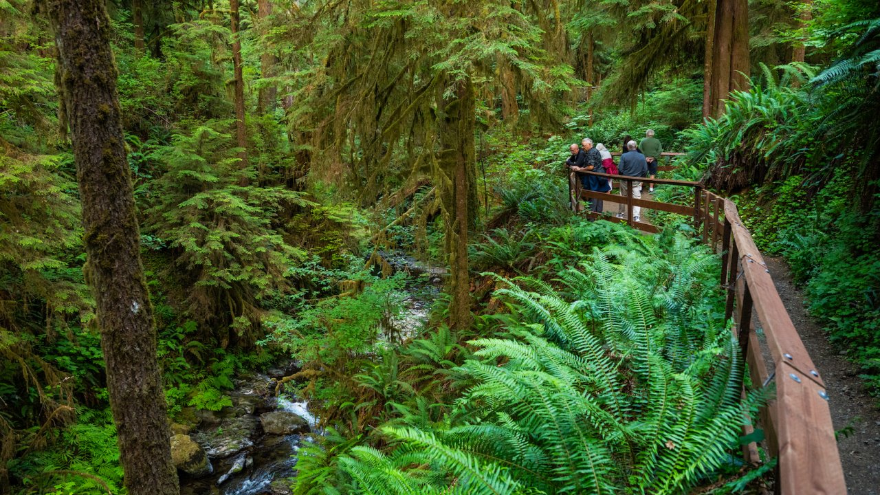 Hiking trails with people overlooking a creek in Washington State