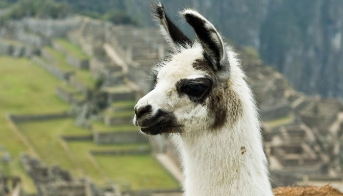 llama