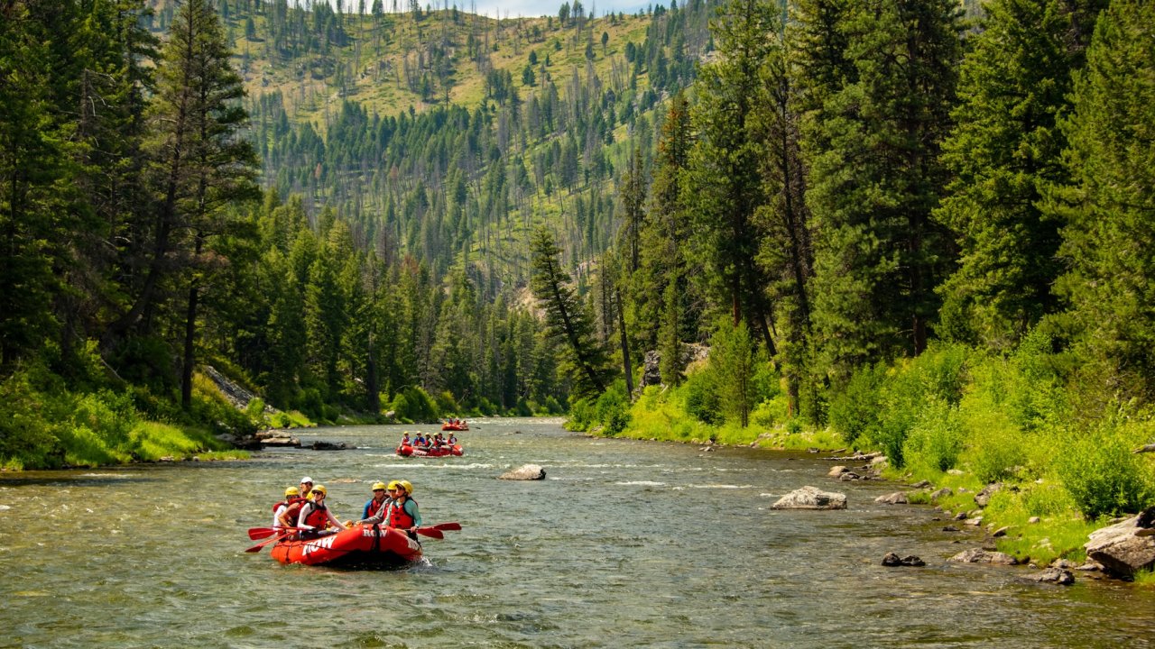 Guided rafting groups paddling down the Middle Fork of the Salmon River through a forested Idaho canyon on a scenic wilderness tour.