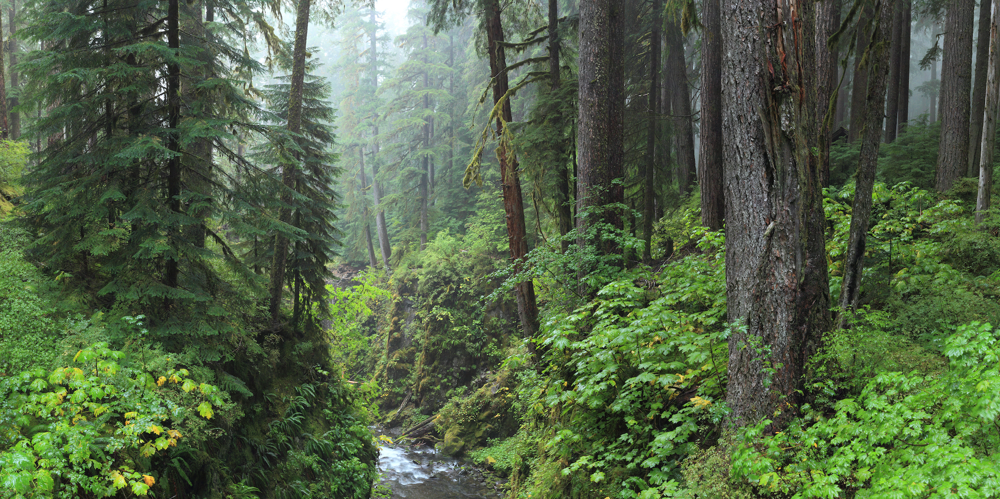 Hoh Rainforest in the rain