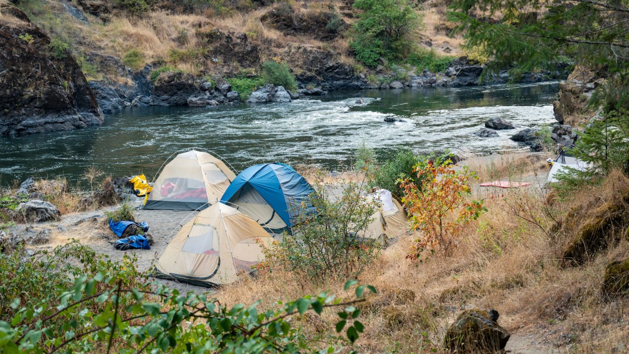 A cluster of tents set up on a beach surrounded by ponderosa pines along the Rogue River