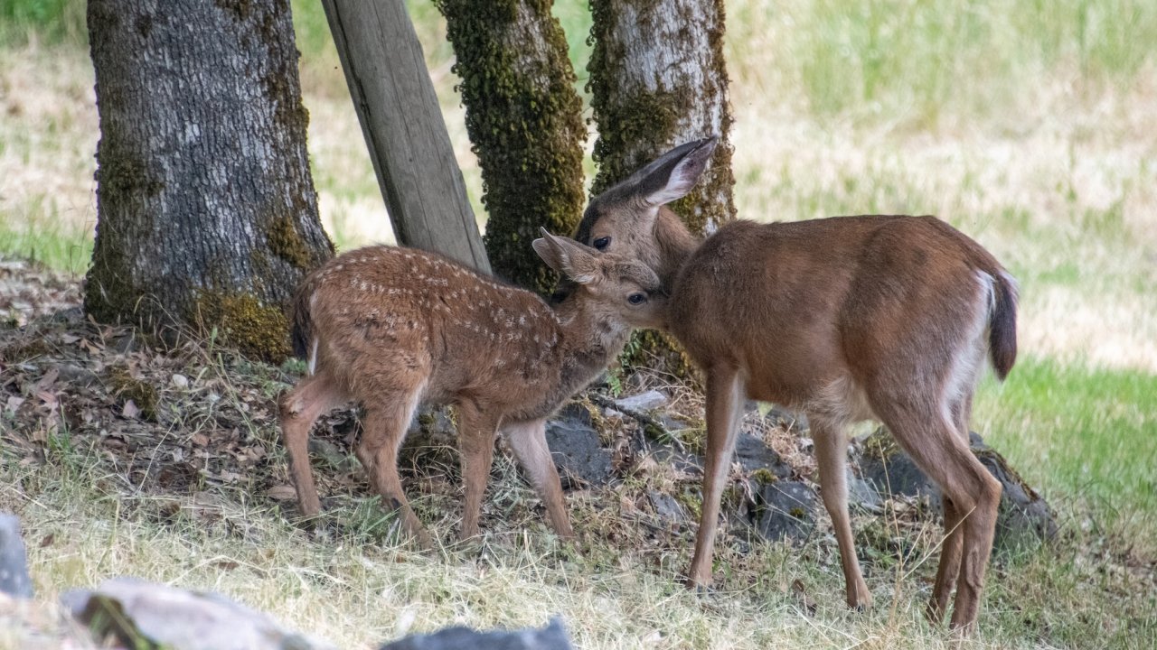 A mother and baby deer near the Rogue River in Oregon.