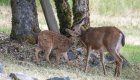 A mother and baby deer near the Rogue River in Oregon.