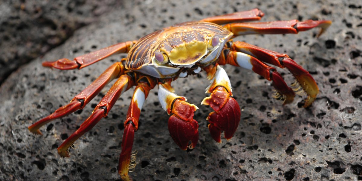 sally light foot crab walking across a dark rock 