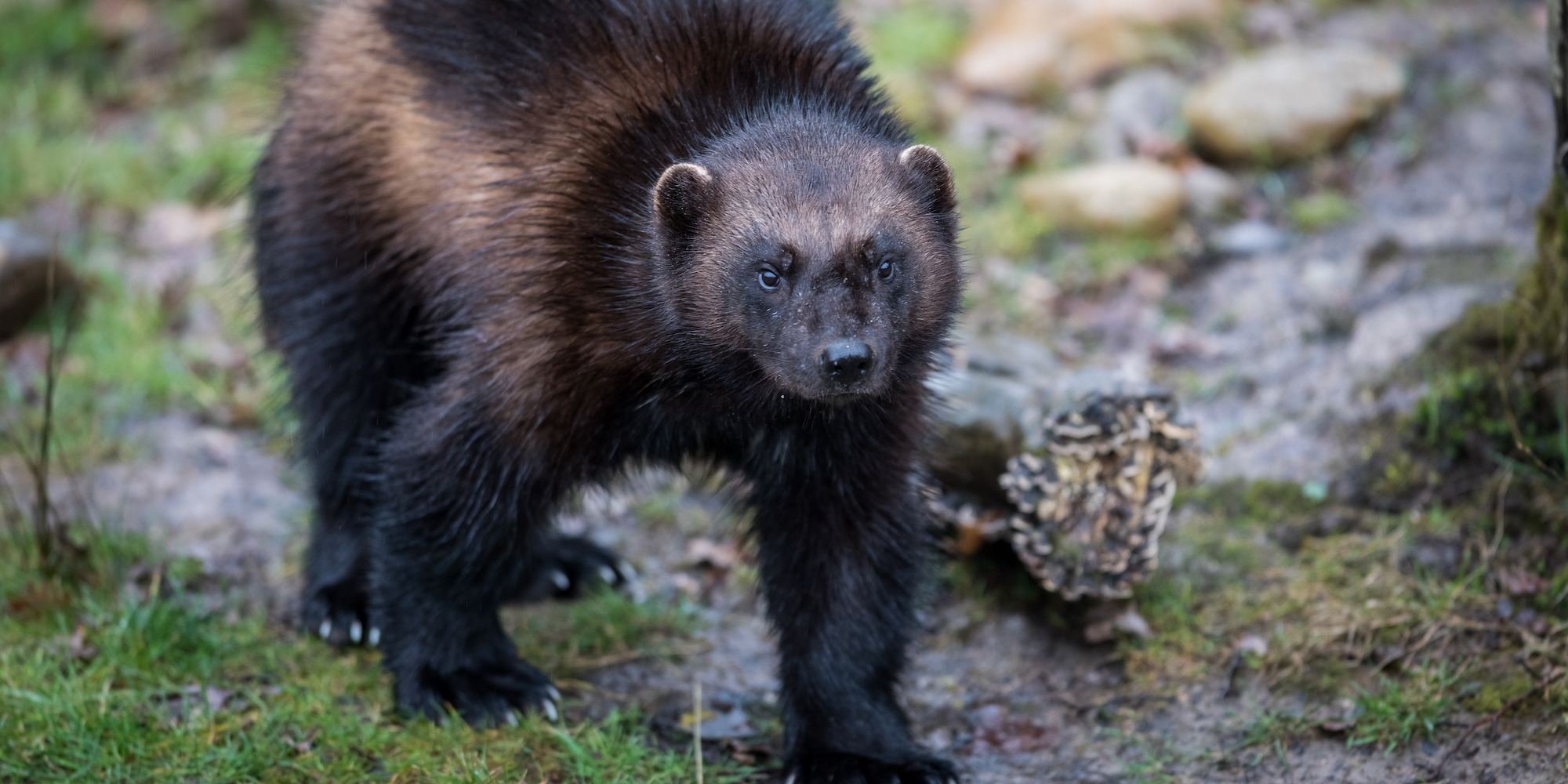 Wolverine walking along grass in Idaho