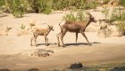 Wild sheep spotted on a beach along the Main Salmon River