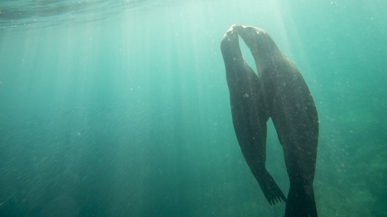 Snorkeling with sea lions