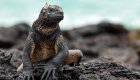 A black iguana perched on a black rock on the beach
