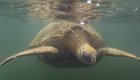 A sea turtle under the surface of the water.