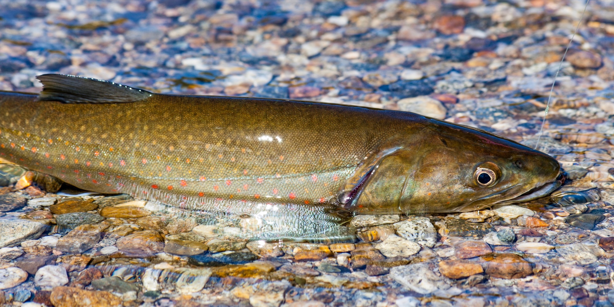 A wild bull trout sitting in a shallow area of the Elwha river in Washington state.