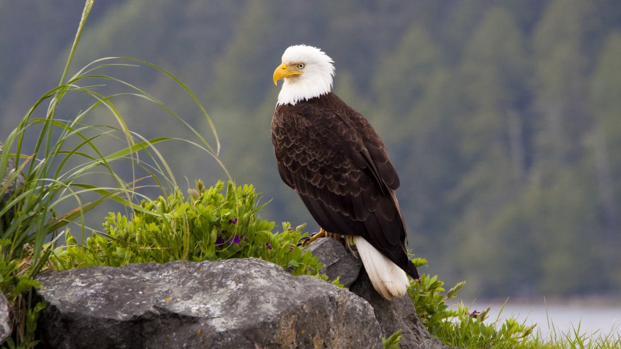 Bald Eagle perched on a rock on a foggy day