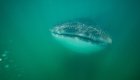 underwater with a whale shark in Loreto Bay