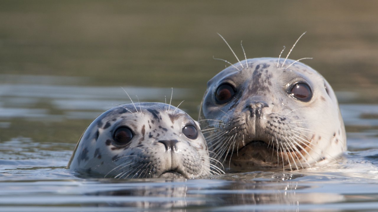 two grey harbor seals in water