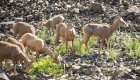 Bighorn sheep grazing in rocky terrain along the Middle Fork of the Salmon River, spotted during a rafting and wildlife tour in Idaho.